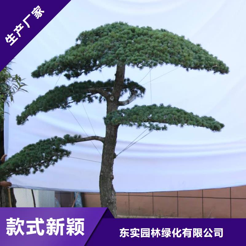 黑松-黑松价格透明
