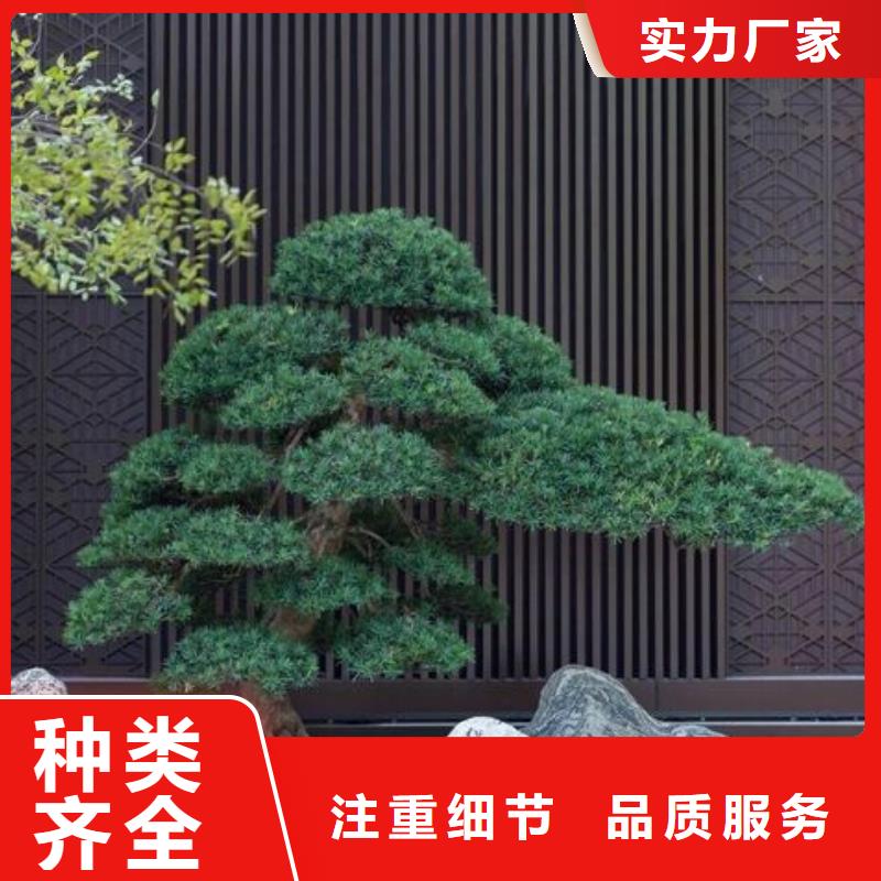 造型迎客松承接
