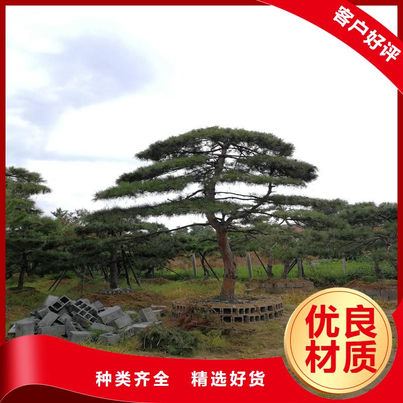 大型古松培育基地
