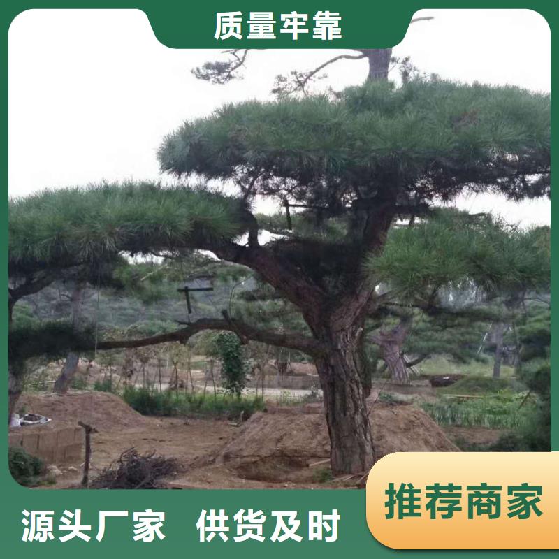 【造型松,造型油松快速物流发货】