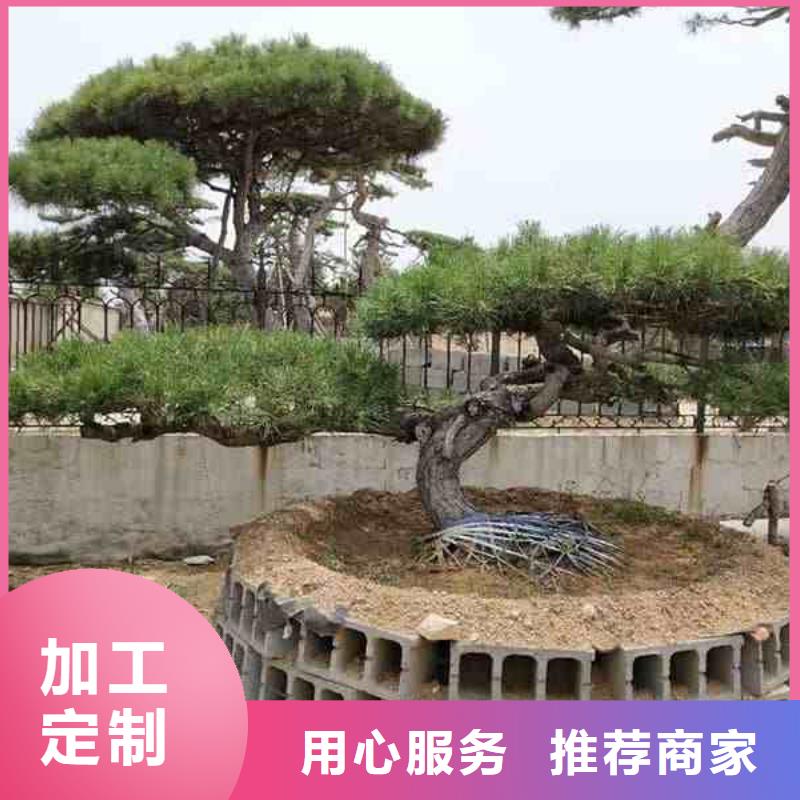 造型松造型优美