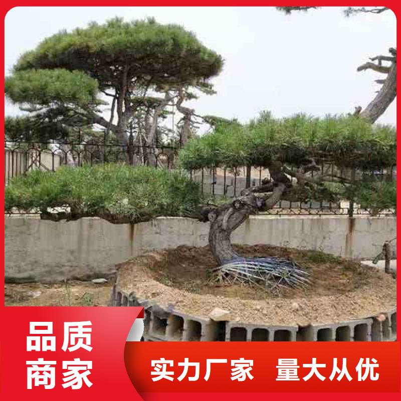 生产造型景松_品牌厂家