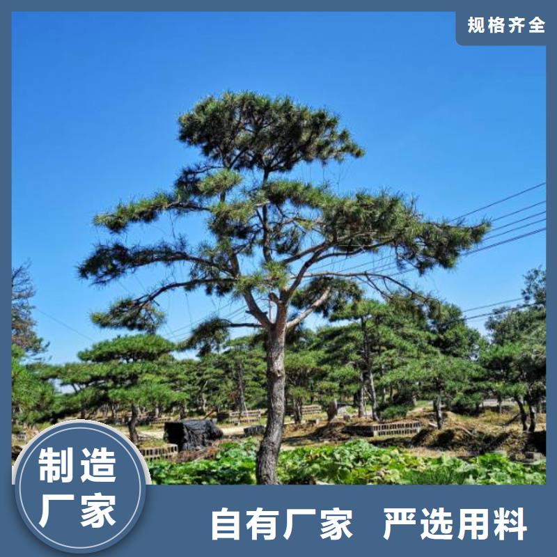 造型油松基本介绍
