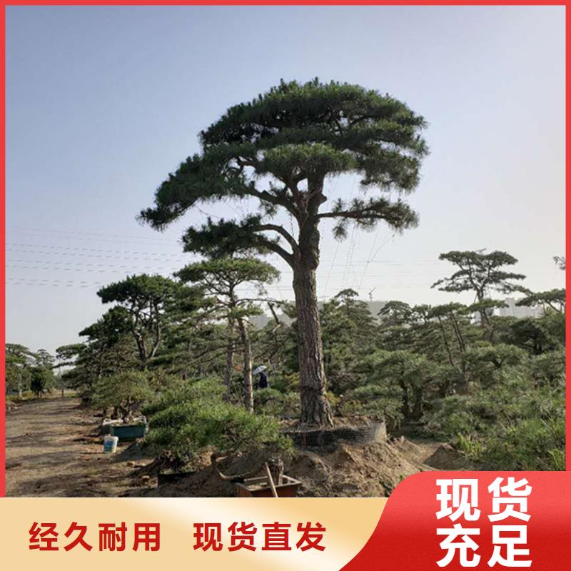 规格全的造型景松现货厂家