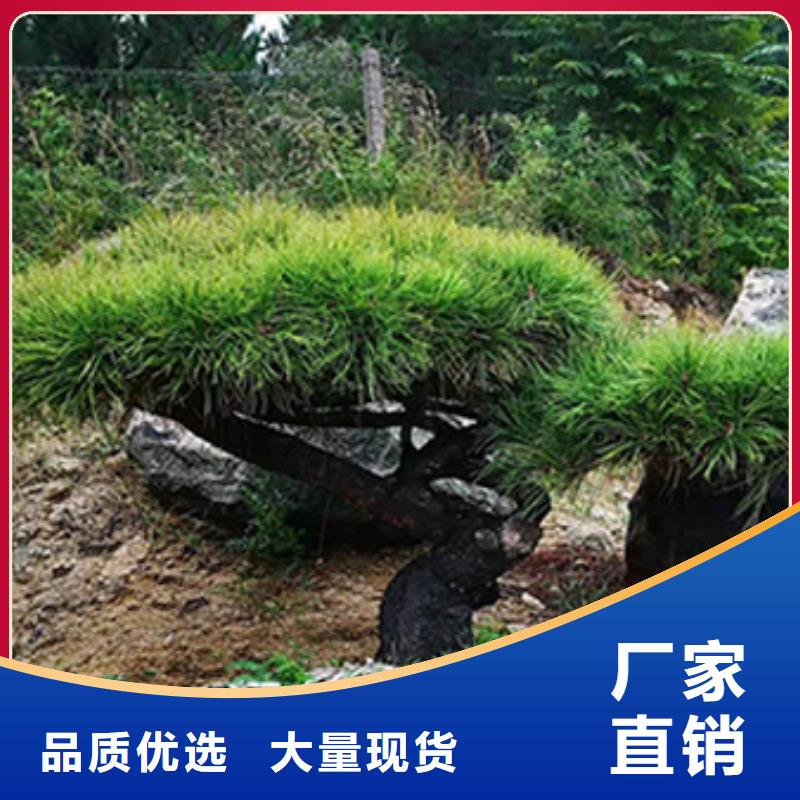 泰山迎客松-送货上门