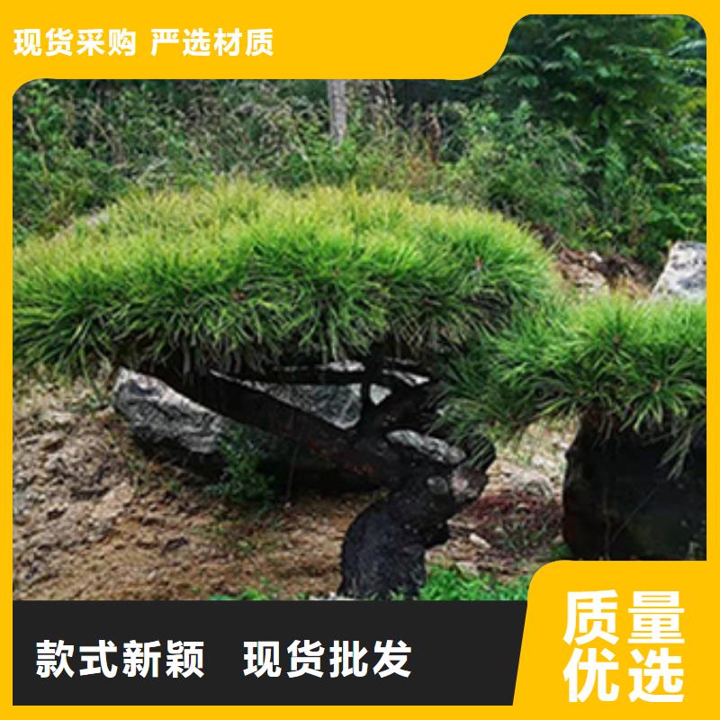 造型黑松品种多样