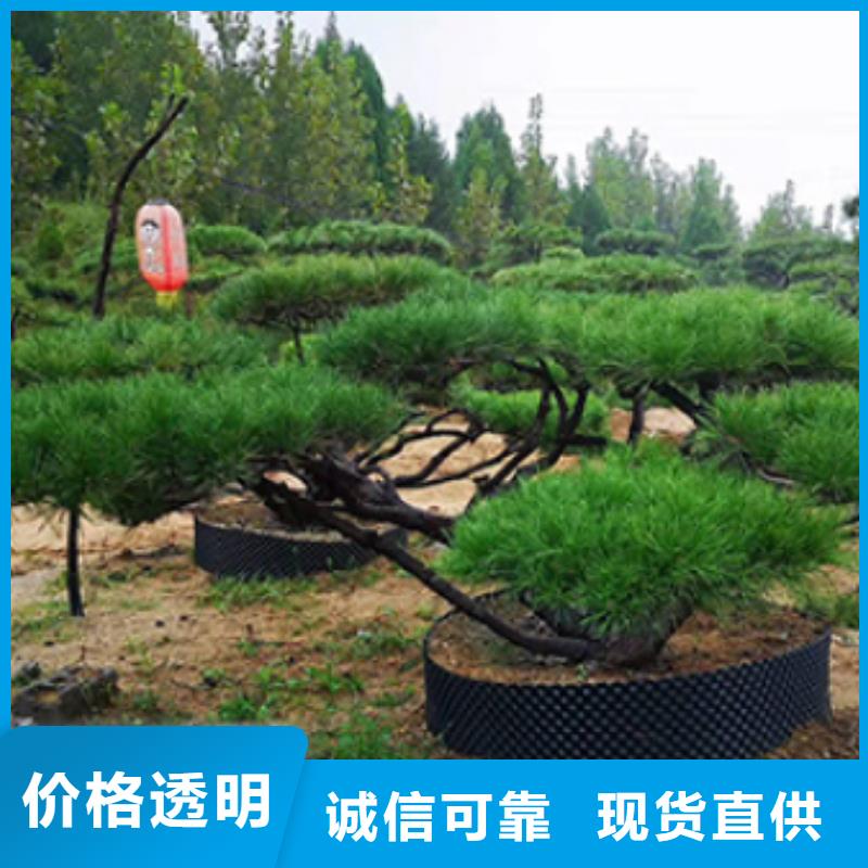价格合理的造型景观松基地