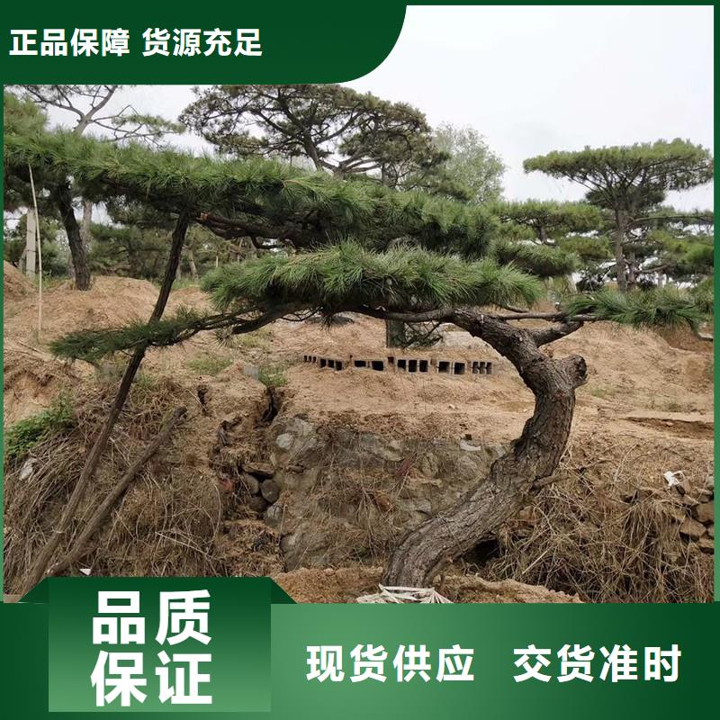 定做泰山风景松的销售厂家