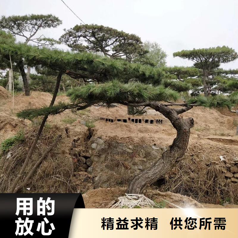 造型油松培育基地