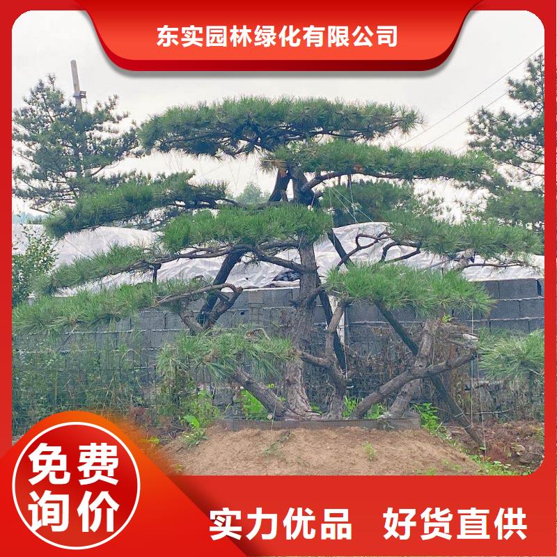 优选：景观松厂家