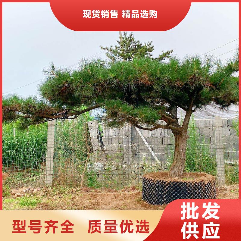 【造型松,造型油松快速物流发货】