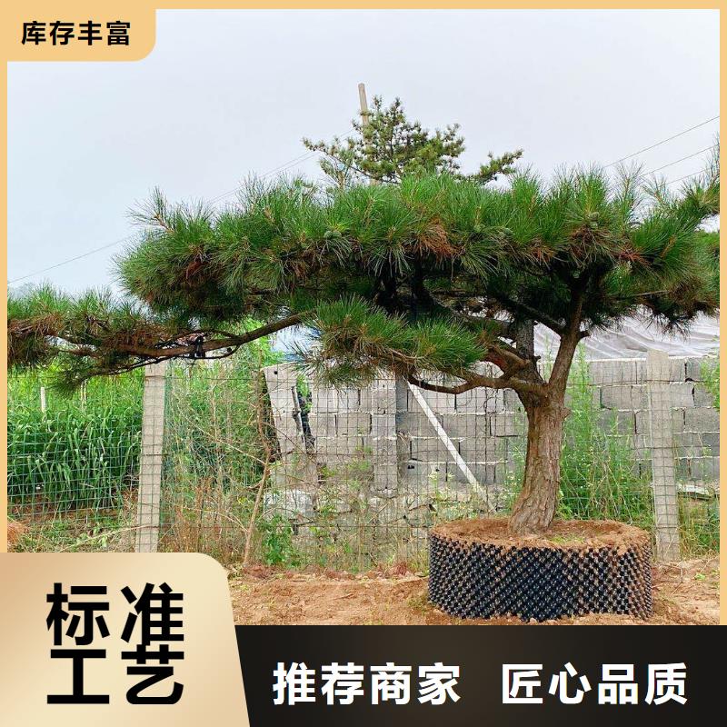 黑松-黑松价格透明