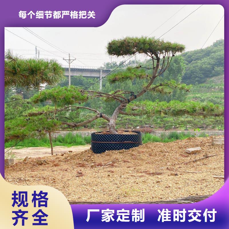 造型松造型油松种类齐全