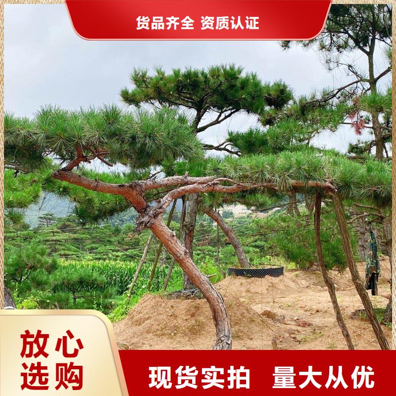 大型古松品种纯正