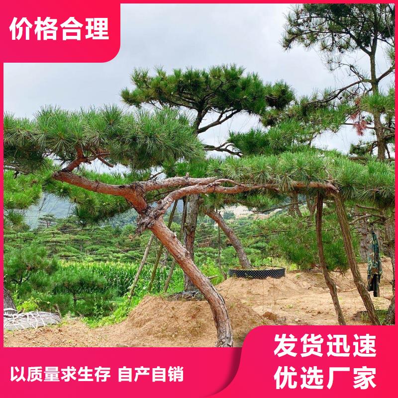 景观松工艺先进