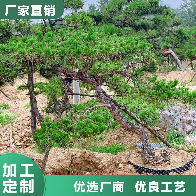 平顶松质量好的厂家