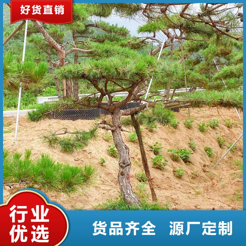 造型松树品牌