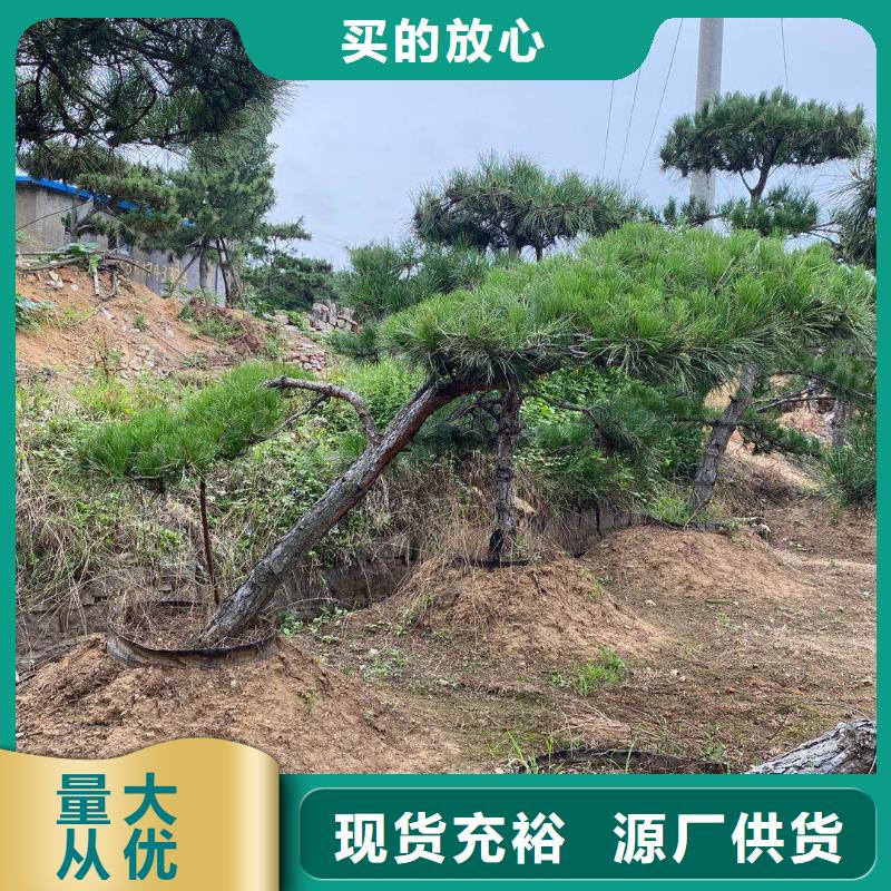 造型松好产品有口碑