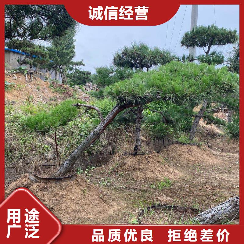景观松-景观松保质