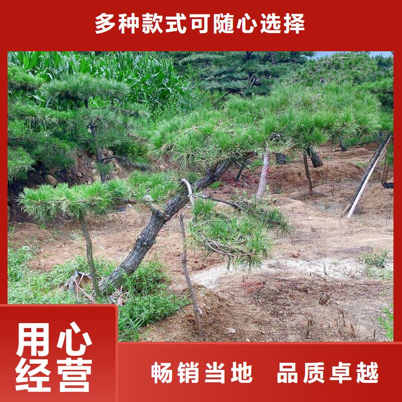 造型松怎么选
