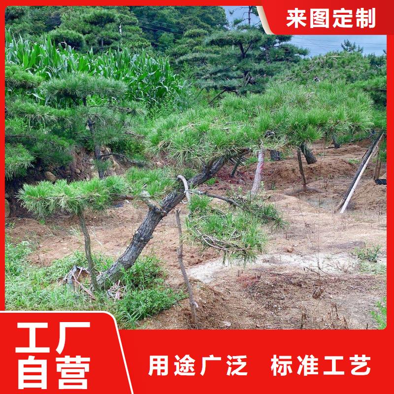 造型黑松可随时发货