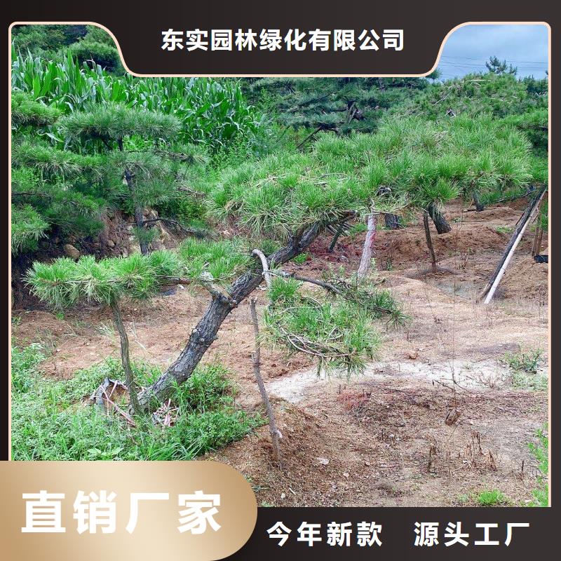优选：景观松厂家