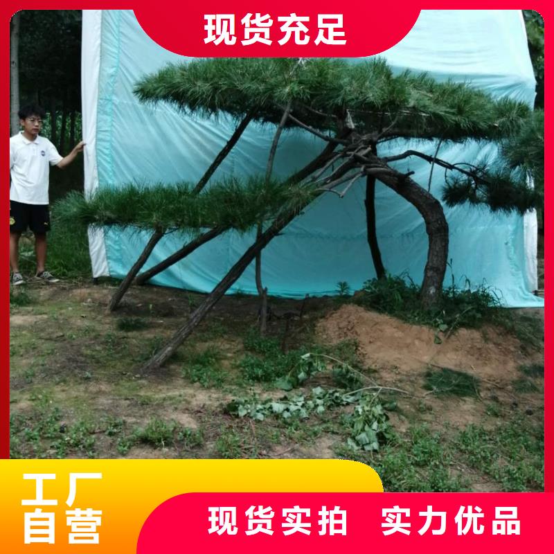 泰山风景松工艺精致