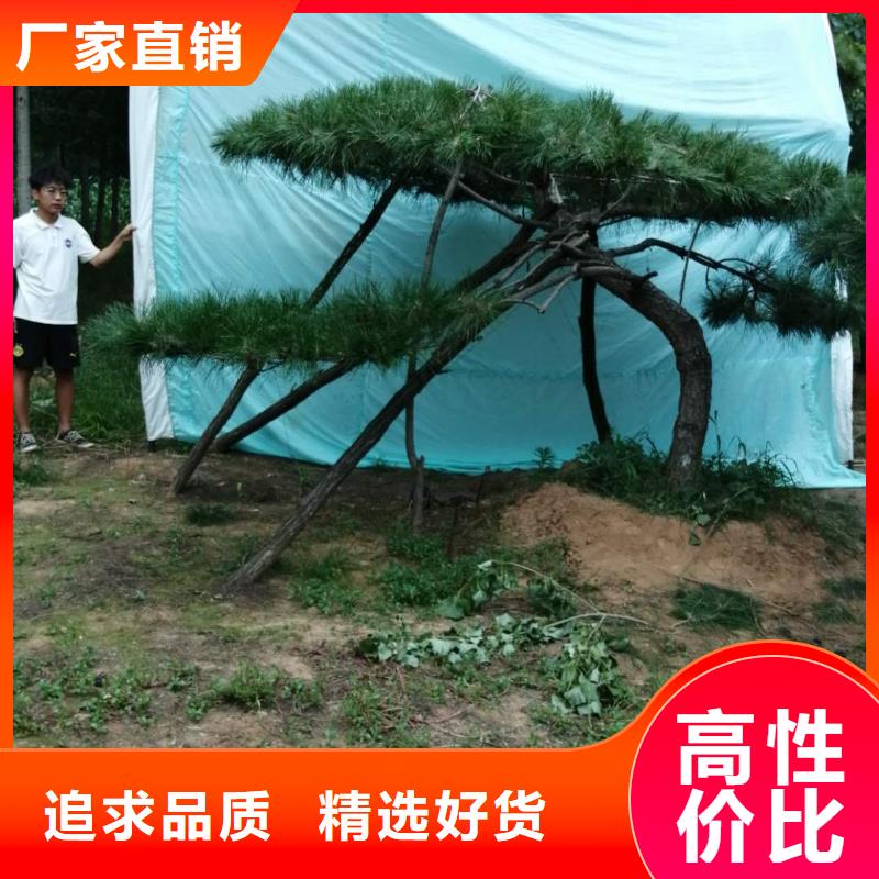 造型黑松大量现货