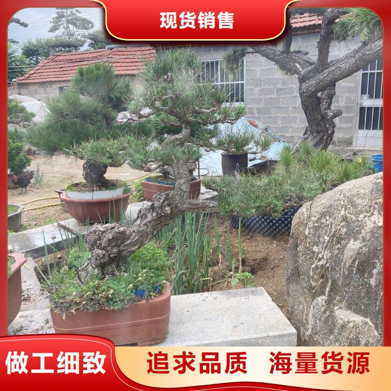 大型古松品种纯正