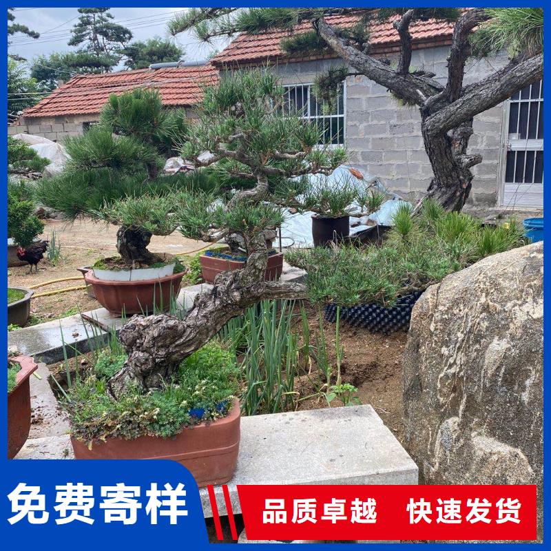【造型松造型松价格工厂批发】