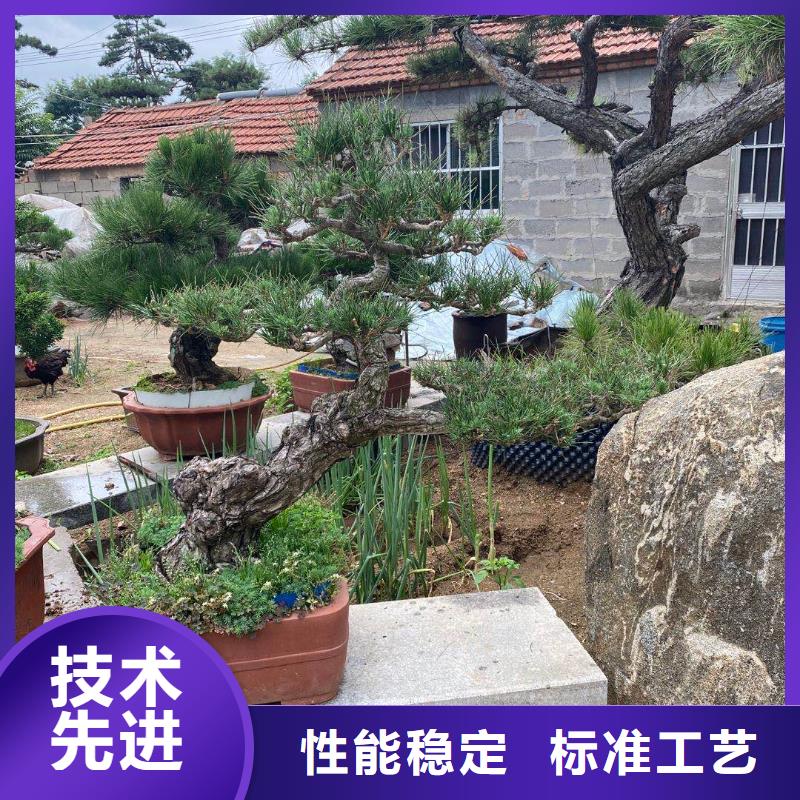 泰山风景松质量与价格同在