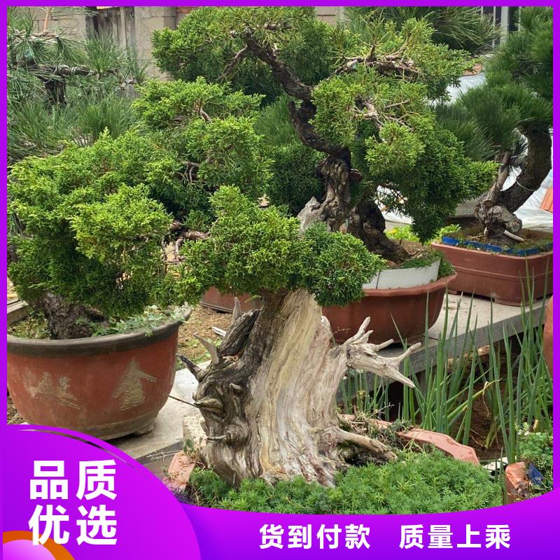 生产造型景松_品牌厂家