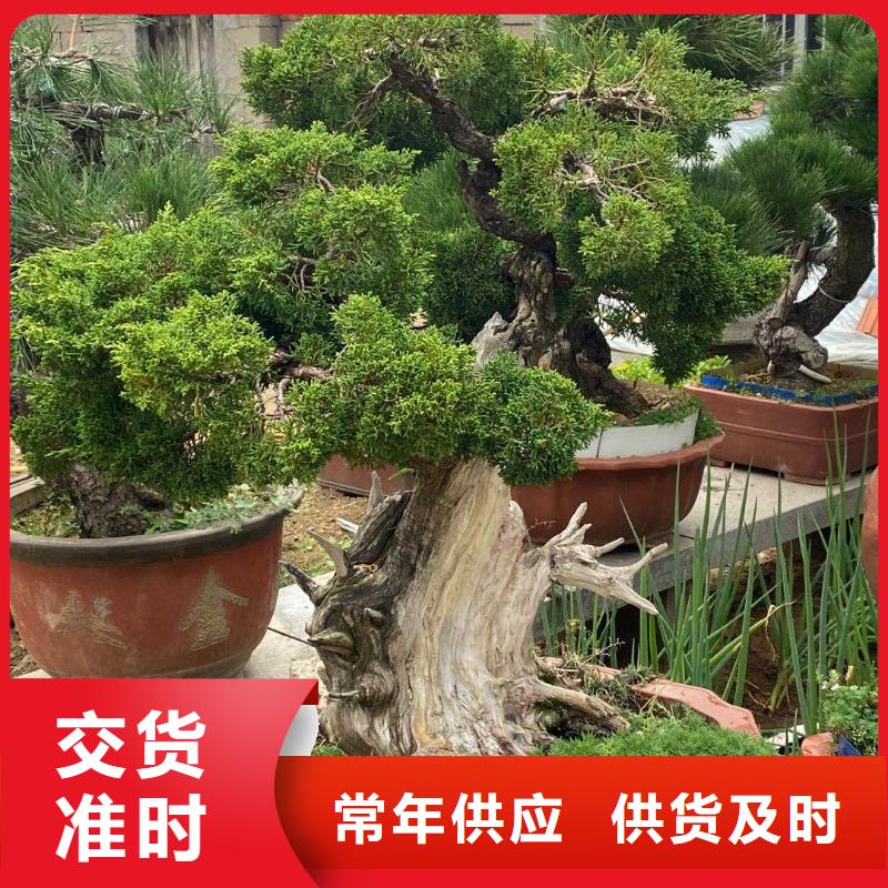 造型油松产品齐全