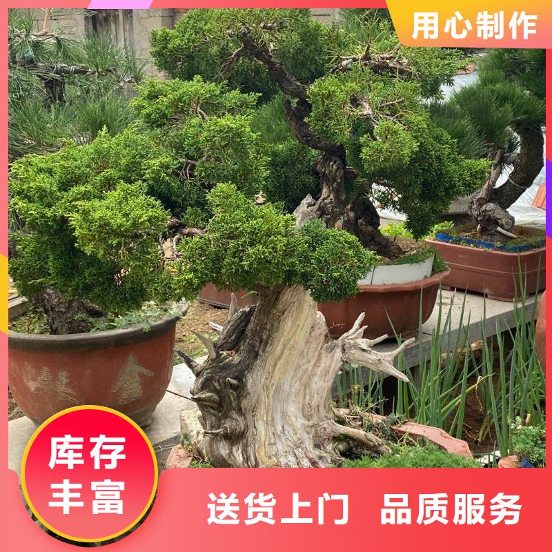 黑松全国施工