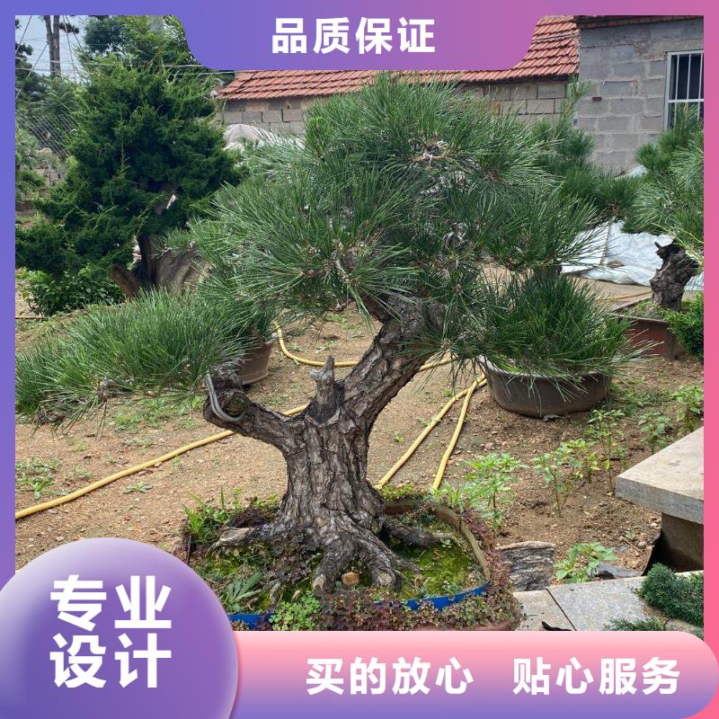 规格全的造型景松现货厂家