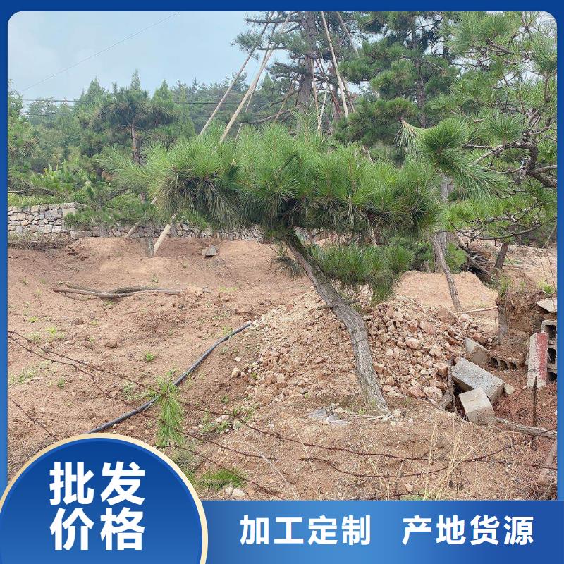平顶松期待您的垂询