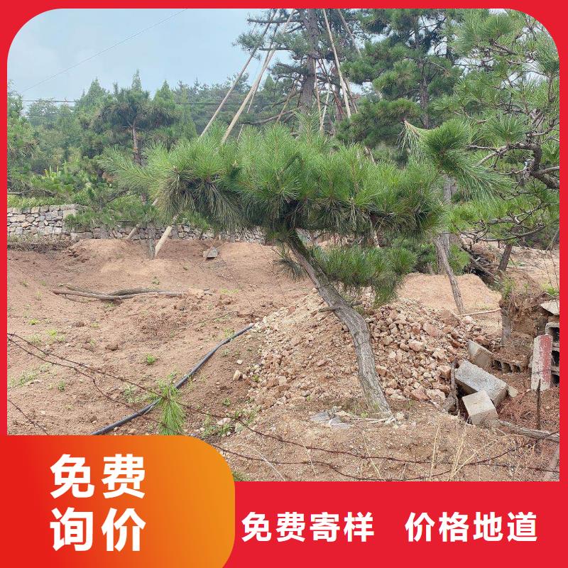 泰山风景松质量与价格同在
