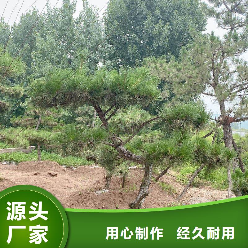 买异型松必看-厂家直销