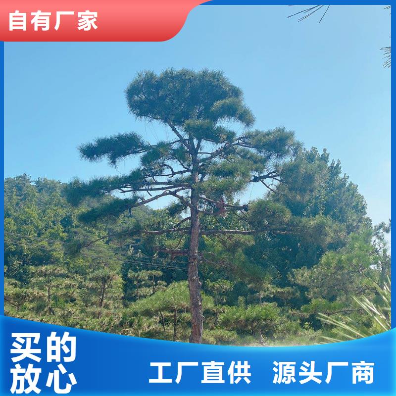 造型松价格