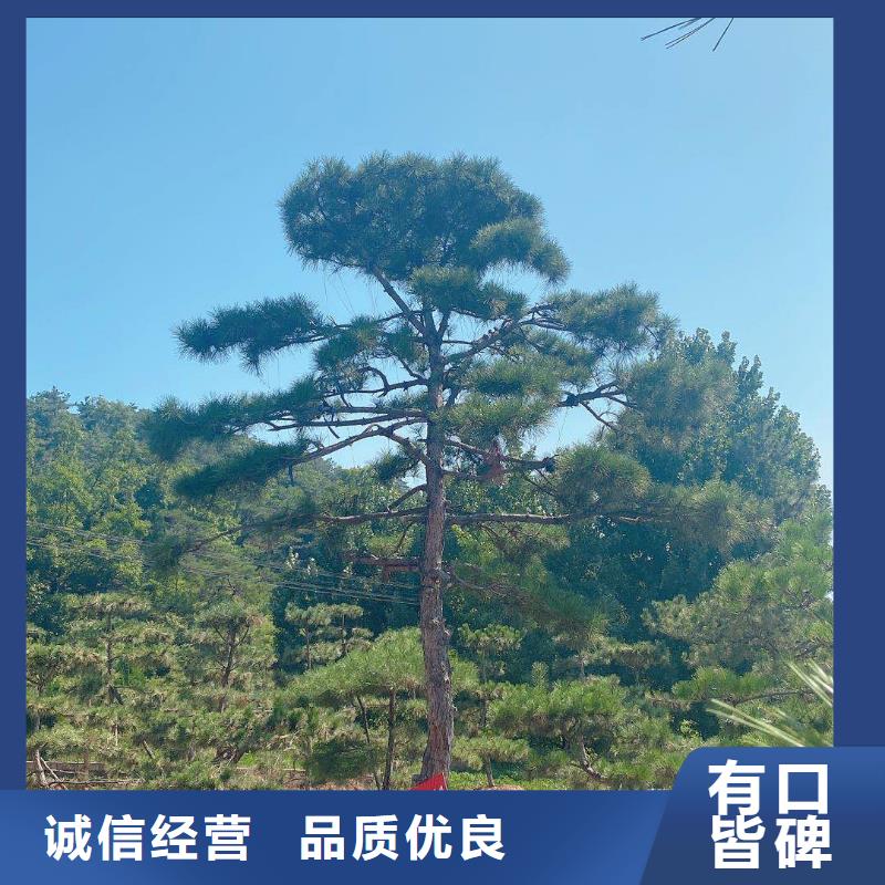 造型松大型古松厂家实力大