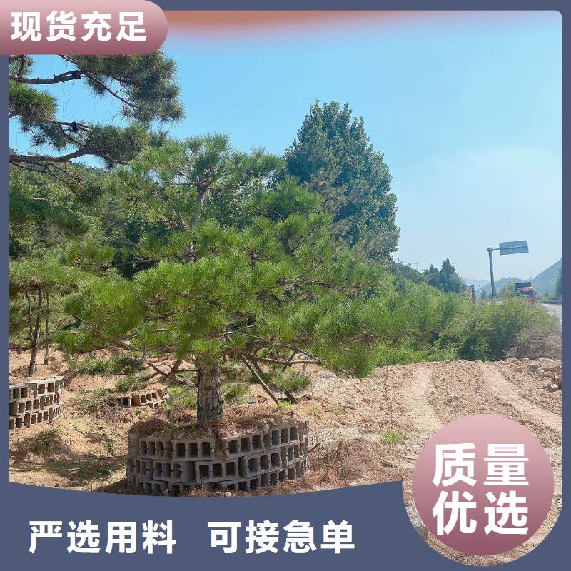 省心：造型松厂家