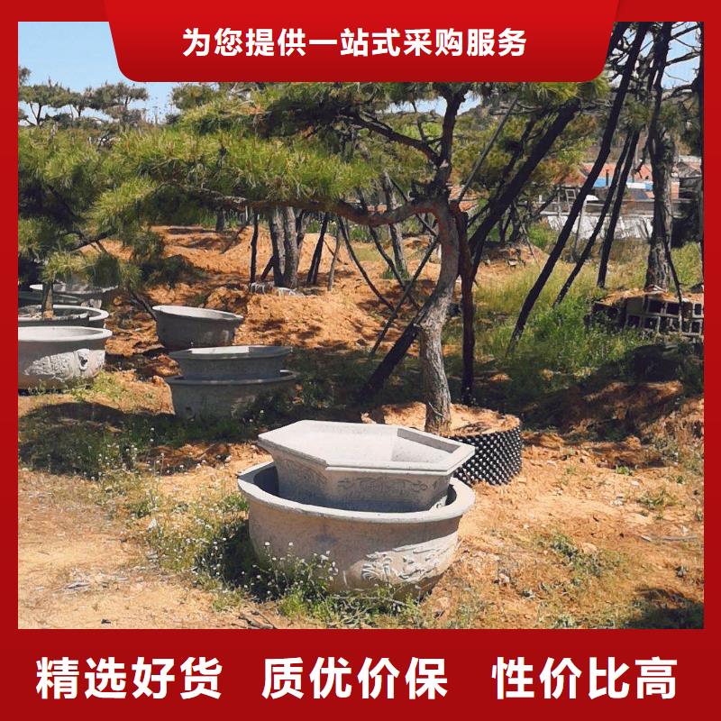 景观松精选商家