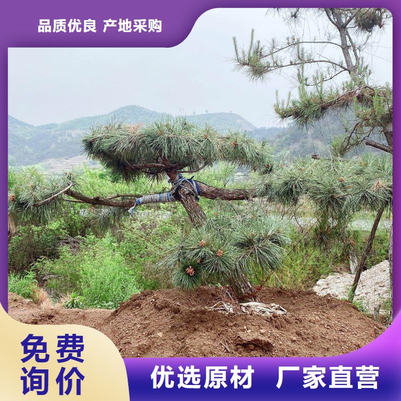 造型黑松距您较近