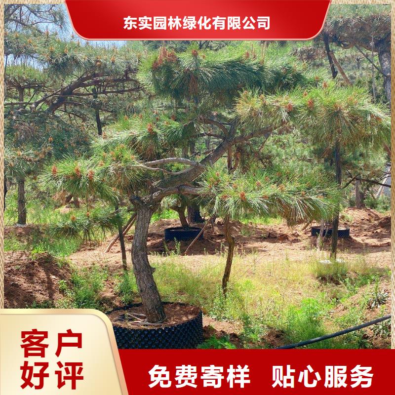 造型池松常年供应