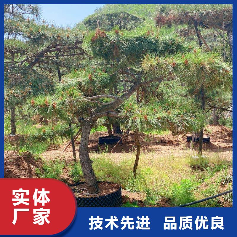 销售异型松_精选厂家