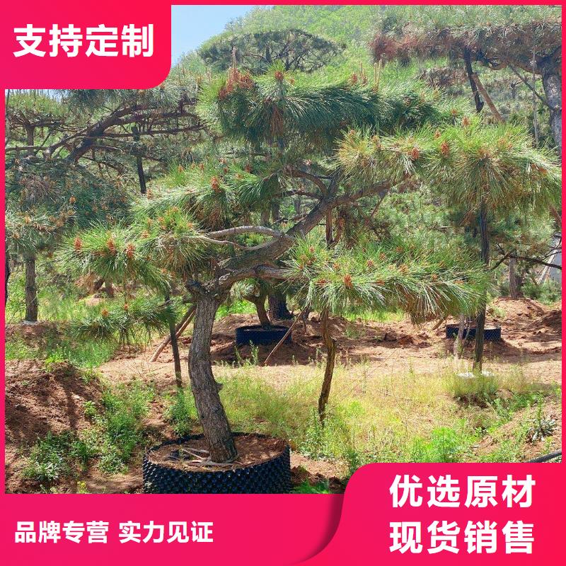 泰山风景松工艺精致