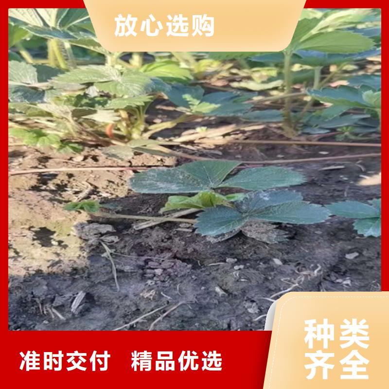 太空2008草莓苗