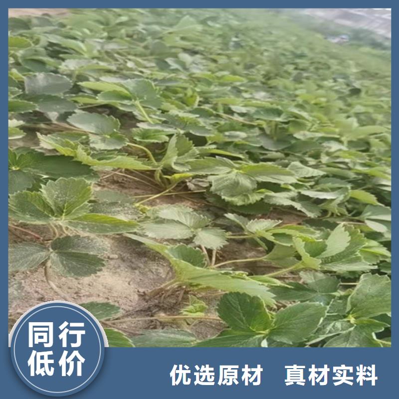 越秀草莓苗