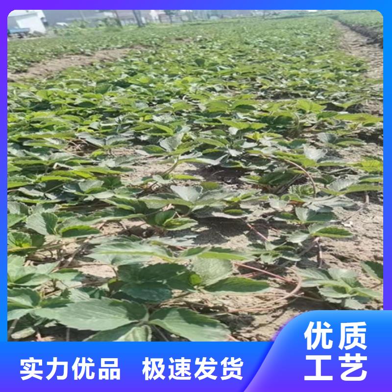淡雪草莓苗