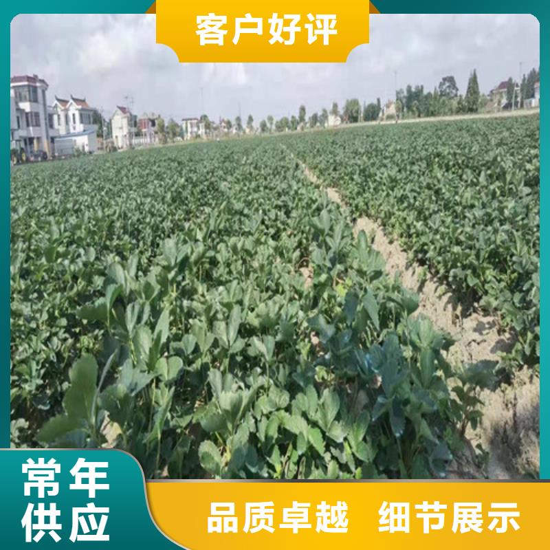 布兰瑞克无花果树苗品种大全